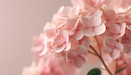 Close-Up Of Hydrangea Flowers In Nature With Soft Focus In Delicate Natural Light Pink Pastel. A Stunning Floral Display.