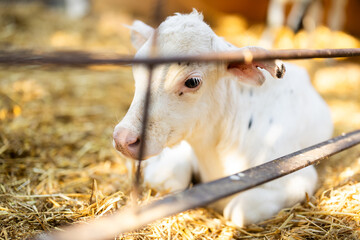 Calf lies in pen on cattle farm
