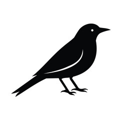A bird in a relaxed standing pose, streamlined body, pointed beak, long tail