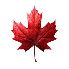 Glossy, red maple leaf with intricate venation on black