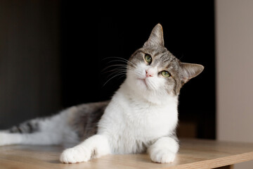 striped young kitten with green eyes lies on the table in the flat on black background