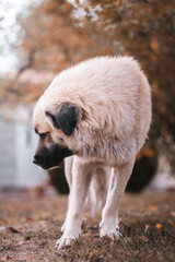 Obraz premium Beautiful big dog, wild Anatolian Shepherd Dog cross breed in Macedonia mountains