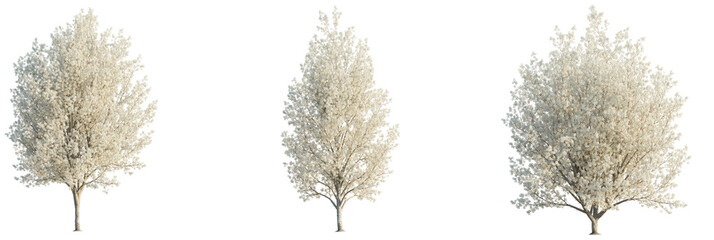 Pyrus calleryana tree plan, top view, cutout, transparent background, isolate, Three beautiful...