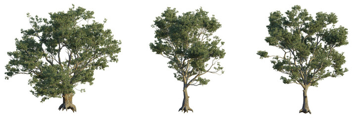 Eucalyptus saligna tree plan, top view, cutout, transparent background, isolate, Three realistic eucalyptus trees with textured bark and green foliage © DH Tree Stock