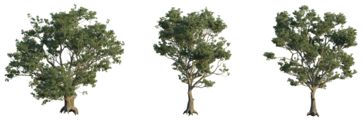 Eucalyptus saligna tree plan, top view, cutout, transparent background, isolate, Three realistic eucalyptus trees with textured bark and green foliage