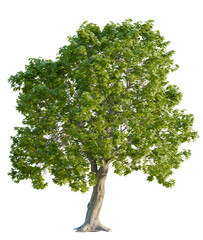 Fototapeta premium Castanea tree plan, top view, cutout, transparent background, isolate, Vibrant green deciduous tree with detailed bark and lush foliage