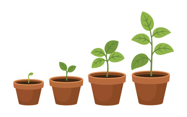 Four potted plants showing stages of growth from seedling to mature plant