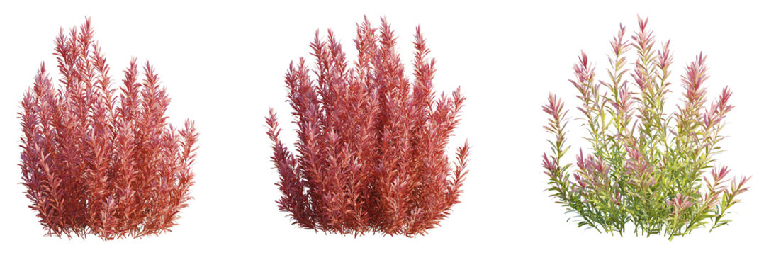 Rotala rotundifolia Red tree plan, top view, cutout, transparent background, isolate, Vibrant red and green ornamental plants for modern garden landscaping