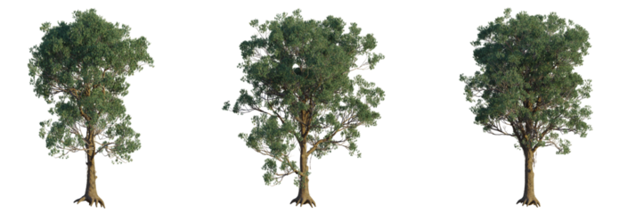 Eucalyptus macarthurii tree plan, top view, cutout, transparent background, isolate, Three Lush Trees with Transparent Backgrounds Perfect for Design Projects