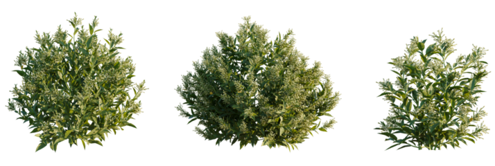 Cestrum nocturnum tree plan, top view, cutout, transparent background, isolate, Vibrant green flowering shrub with detailed leaves and delicate white blossoms