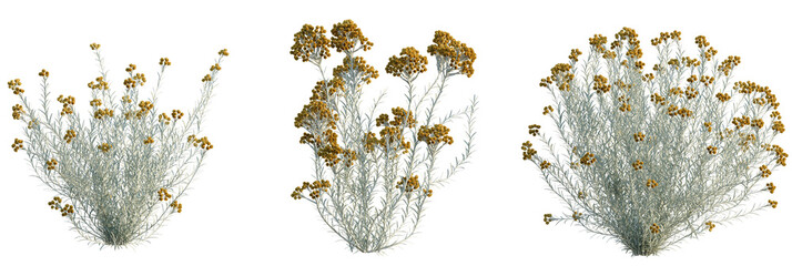 Helichrysum italicum tree plan, top view, cutout, transparent background, isolate, Elegant silver bush with golden flowers, perfect for modern design projects © DH Tree Stock