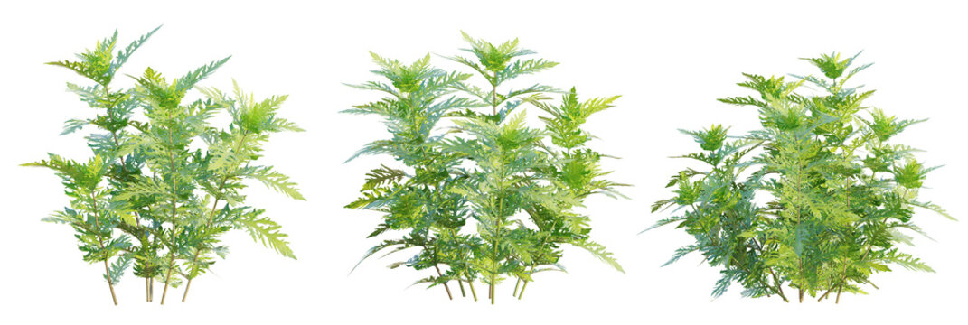 Hygrophila difformis tree plan, top view, cutout, transparent background, isolate, Vibrant green plants with textured leaves, ideal for nature-themed designs