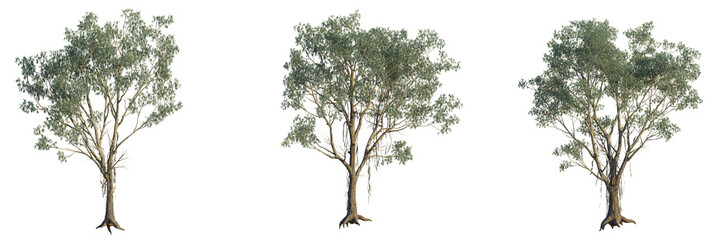 Eucalyptus chapmaniana tree plan, top view, cutout, transparent background, isolate, Three realistic eucalyptus trees isolated on black, perfect for design projects