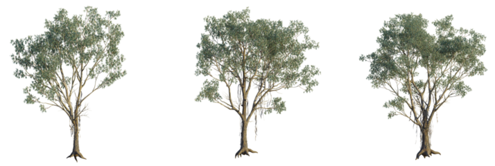 Eucalyptus chapmaniana tree plan, top view, cutout, transparent background, isolate, Three realistic eucalyptus trees isolated on black, perfect for design projects