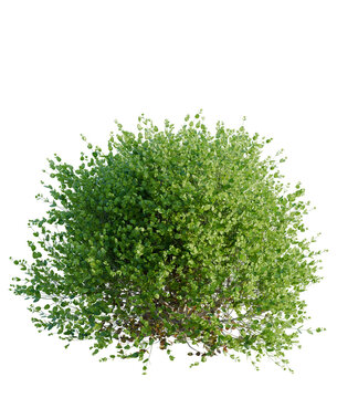 Buxus sempervirens Suffruticosa tree plan, top view, cutout, transparent background, isolate, Lush green shrubbery with fresh foliage perfect for landscape design projects