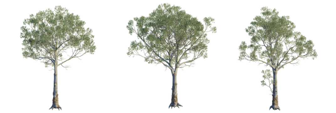 Eucalyptus amplifolia tree plan, top view, cutout, transparent background, isolate, Three elegant eucalyptus trees isolated against a dark, minimalist backdrop