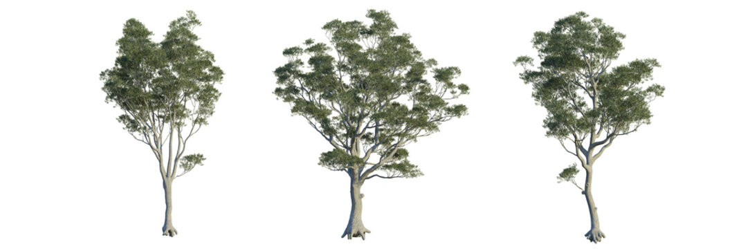 Eucalyptus sideroxylon tree plan, top view, cutout, transparent background, isolate, Eucalyptus trees against transparent background, perfect for modern design projects