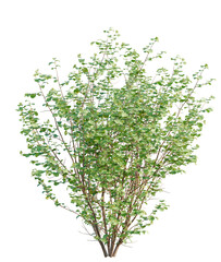 Obraz premium Corylus avellana tree plan, top view, cutout, transparent background, isolate, Lush green bush with detailed leaves and branches, perfect for design projects