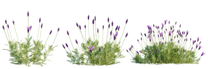 Lavandula pinnata tree plan, top view, cutout, transparent background, isolate, Vibrant lavender plants with delicate purple blooms and lush green foliage © DH Tree Stock