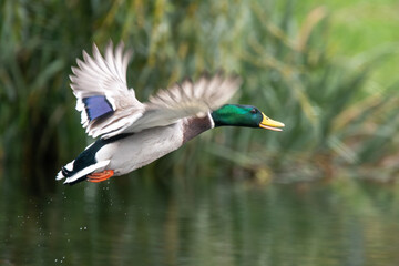 Flying mallard duck over autumn lake with golden foliage