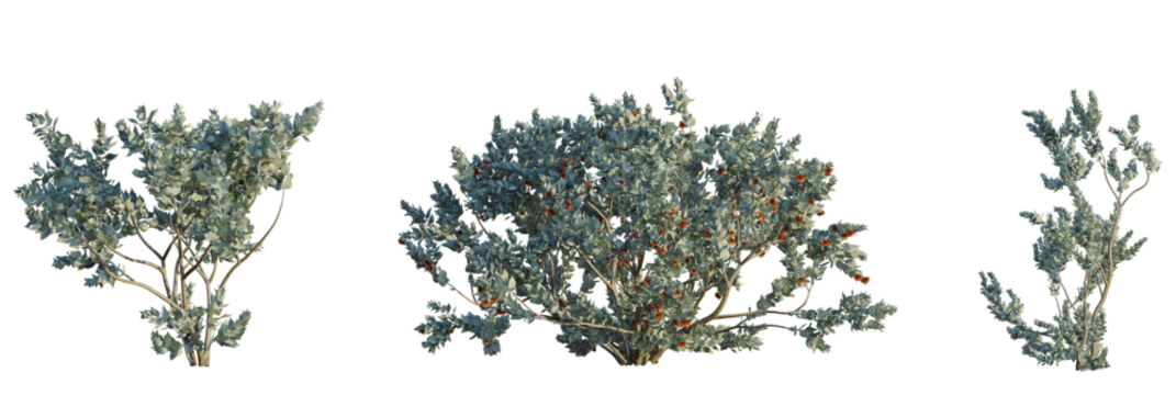 Eucalyptus macrocarpa tree plan, top view, cutout, transparent background, isolate, Native silver leaf shrubs with orange flowers for landscaping projects