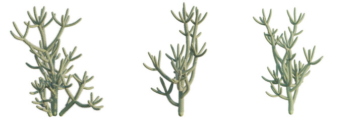 Naklejka premium Cylindropuntia spinosior tree plan, top view, cutout, transparent background, isolate, Unique branching desert succulent plant with fuzzy texture