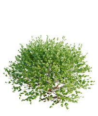 Buxus sempervirens Suffruticosa tree plan, top view, cutout, transparent background, isolate, Lush green bush with vibrant leaves, perfect for landscaping projects