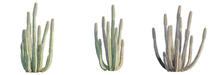 Pachycereus schottii tree plan, top view, cutout, transparent background, isolate, Three stunning...