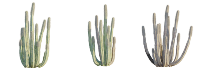 Pachycereus schottii tree plan, top view, cutout, transparent background, isolate, Three stunning Cereus Peruvianus cacti isolated for botanical designs