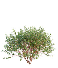 Obraz premium Cornus sanguinea tree plan, top view, cutout, transparent background, isolate, Vibrant green bush adds natural touch to virtual garden design projects