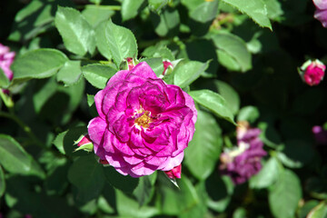 Purple bush rose blossom