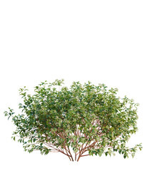 Naklejka premium Cornus sanguinea tree plan, top view, cutout, transparent background, isolate, Lush green flowering bush with delicate white blooms and textured branches