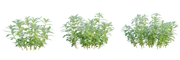 Hygrophila polysperma tree plan, top view, cutout, transparent background, isolate, Vibrant green foliage clusters perfect for nature scenes and design projects