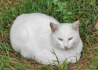 Don’t Bother Me — White Stray Cat in the Grass.