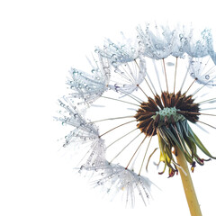 Delicate dandelion seed head glistening with morning dew drops on a white background