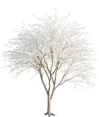 Obraz premium Bauhinia acuminata tree plan, top view, cutout, transparent background, isolate, Stunning white blossom tree in full bloom, perfect for spring and nature scenes