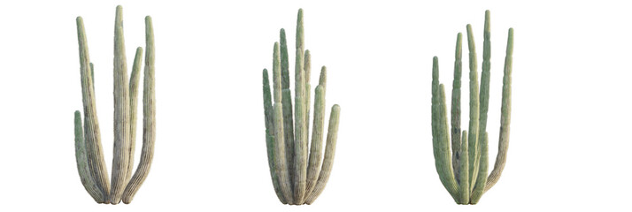 Stenocereus thurberi tree plan, top view, cutout, transparent background, isolate, Stunning organ...