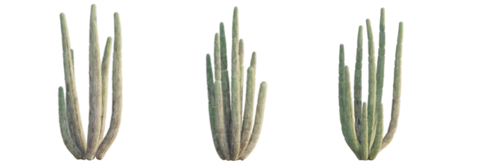 Stenocereus thurberi tree plan, top view, cutout, transparent background, isolate, Stunning organ pipe cactus plants grouped for desert landscape design