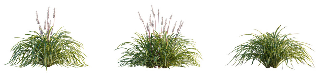 Liriope muscari tree plan, top view, cutout, transparent background, isolate, Ornamental grass...