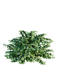 Callicarpa americana tree plan, top view, cutout, transparent background, isolate, Beautiful green bush with transparent background for easy integration