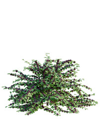 Callicarpa americana tree plan, top view, cutout, transparent background, isolate, Ornamental bush with purple berries ready for garden design projects © DH Tree Stock