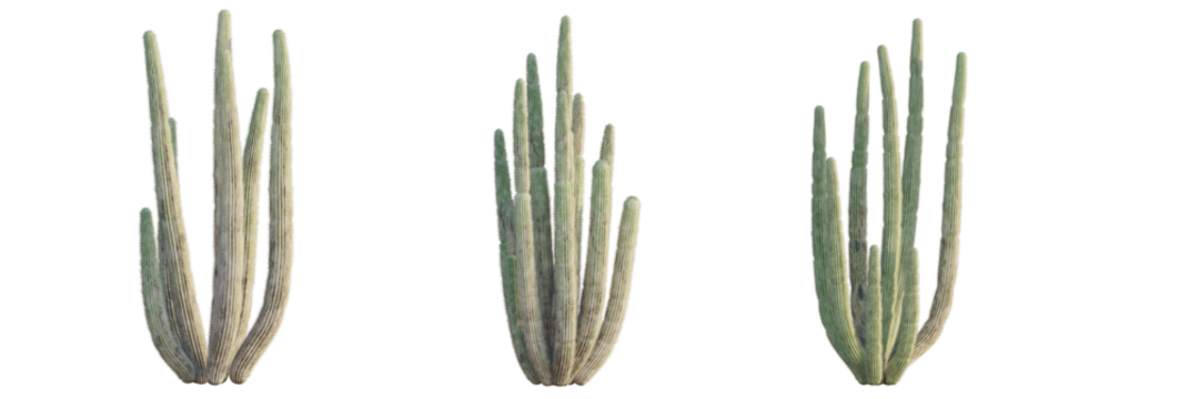 Stenocereus thurberi tree plan, top view, cutout, transparent background, isolate, Stunning organ pipe cactus plants grouped for desert landscape design