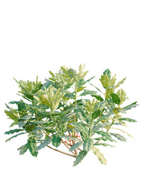 Aucuba japonica tree plan, top view, cutout, transparent background, isolate, Vibrant green leafy bush with subtle red berries adds natural beauty