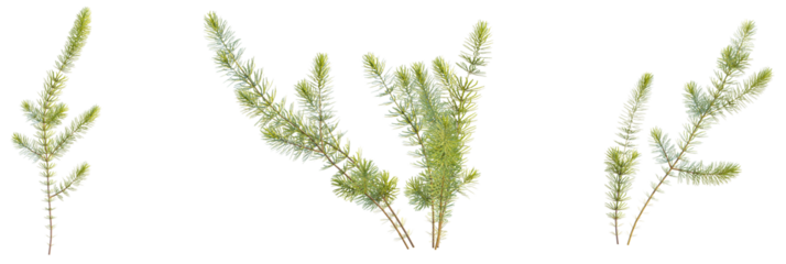 Ceratophyllum demersum tree plan, top view, cutout, transparent background, isolate, Three sprigs of green foliage bring fresh natural elements indoors