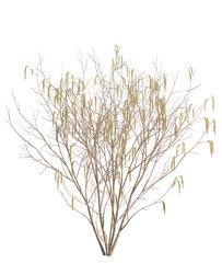 Obraz premium Corylus avellana tree plan, top view, cutout, transparent background, isolate, Hazel tree with catkins offers a touch of nature's beauty, springtime