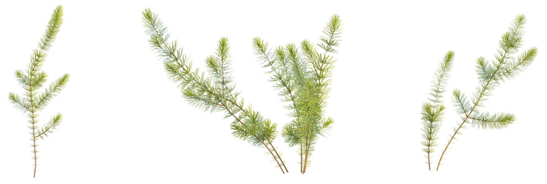 Ceratophyllum demersum tree plan, top view, cutout, transparent background, isolate, Three sprigs of green foliage bring fresh natural elements indoors