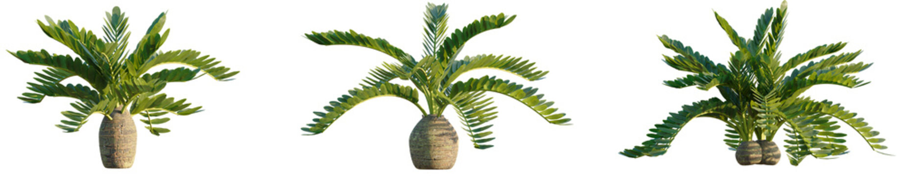 Zamia furfuracea tree plan, top view, cutout, transparent background, isolate, Tropical cycad plant collection offers lush green foliage texture