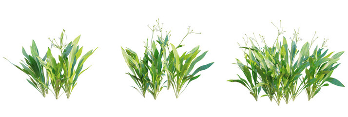 Echinodorus tenellus tree plan, top view, cutout, transparent background, isolate, Lush green aquatic plants with delicate white blossoms detail design © DH Tree Stock