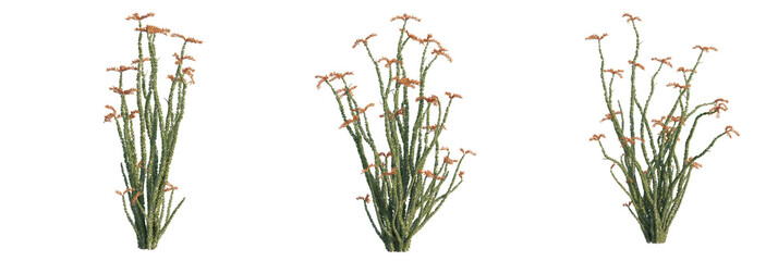 Fouquieria splendens tree plan, top view, cutout, transparent background, isolate, Three ocotillo plants stand tall against a transparent background