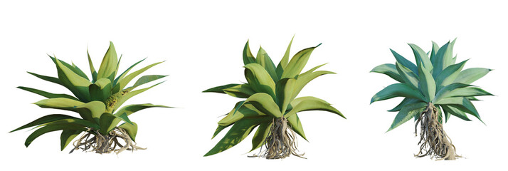 Agave attenuata tree plan, top view, cutout, transparent background, isolate, Three Agave plants...